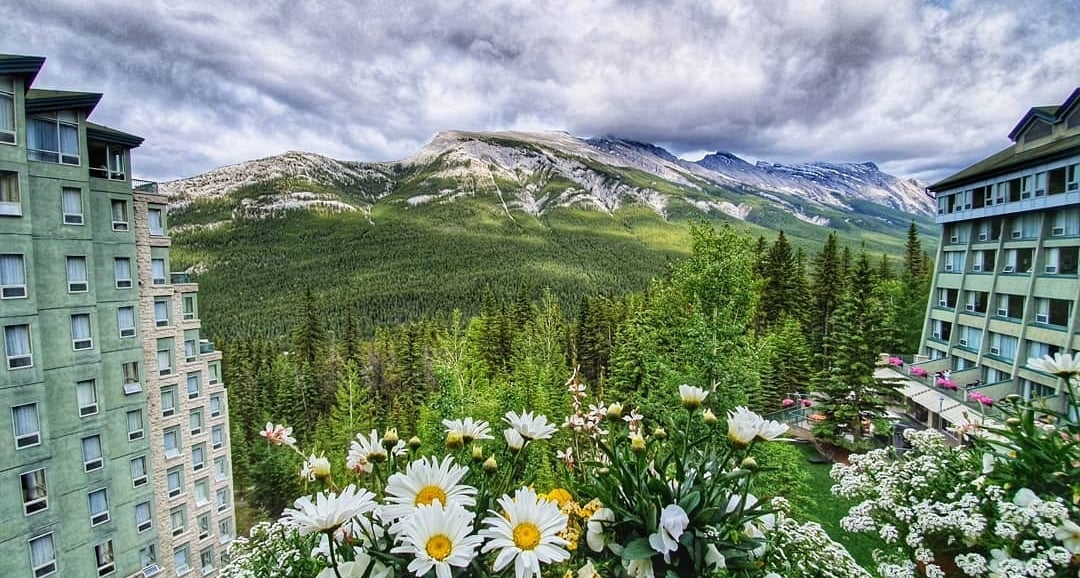 Wild flowers and trees