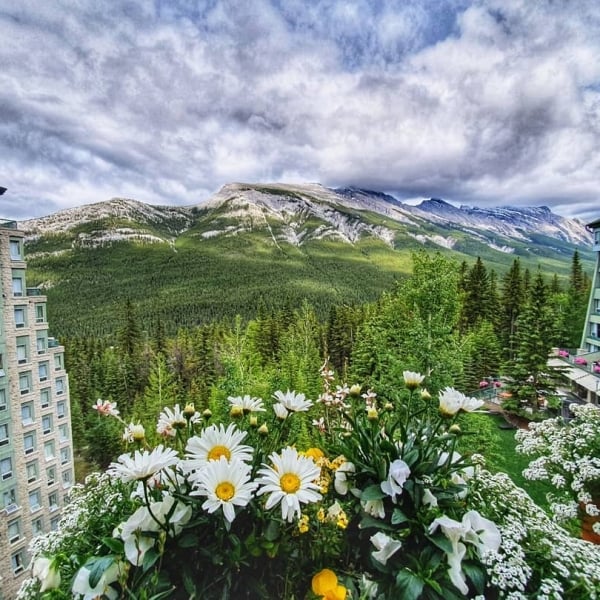 Wild flowers and trees