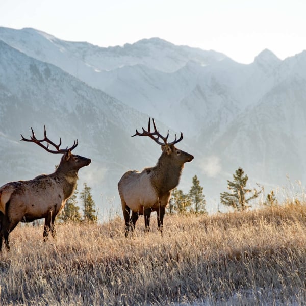 Wildlife from a Banff Wildlife Tour