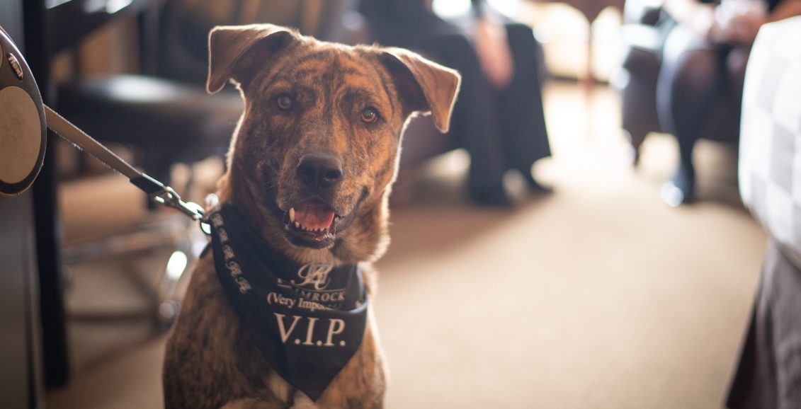 A smiling dog with a vip scarf