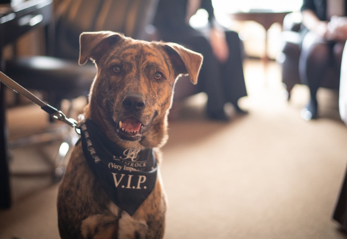 A smiling dog with a vip scarf