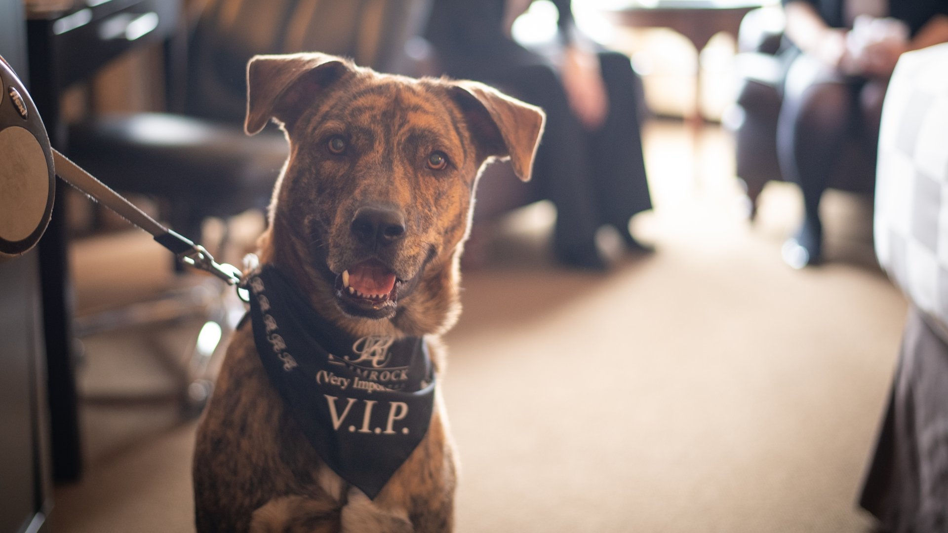 A smiling dog with a vip scarf