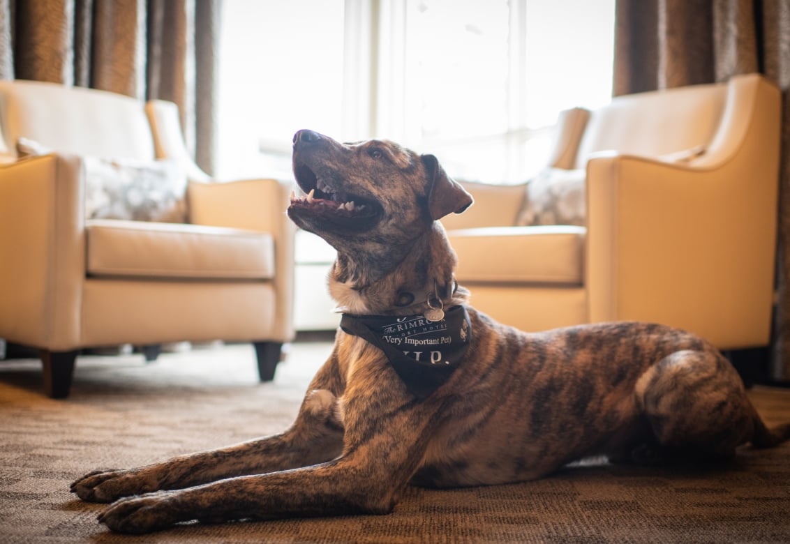 Dog with VIP bandana looking up in a hotel room at The Rimrock Resort Hotel