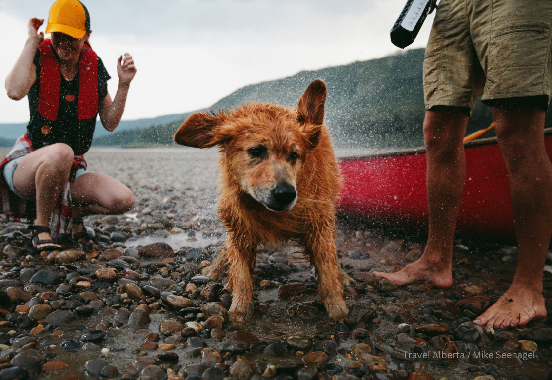 Dog shaking off water after being in the lake with a couple and red canoe in background