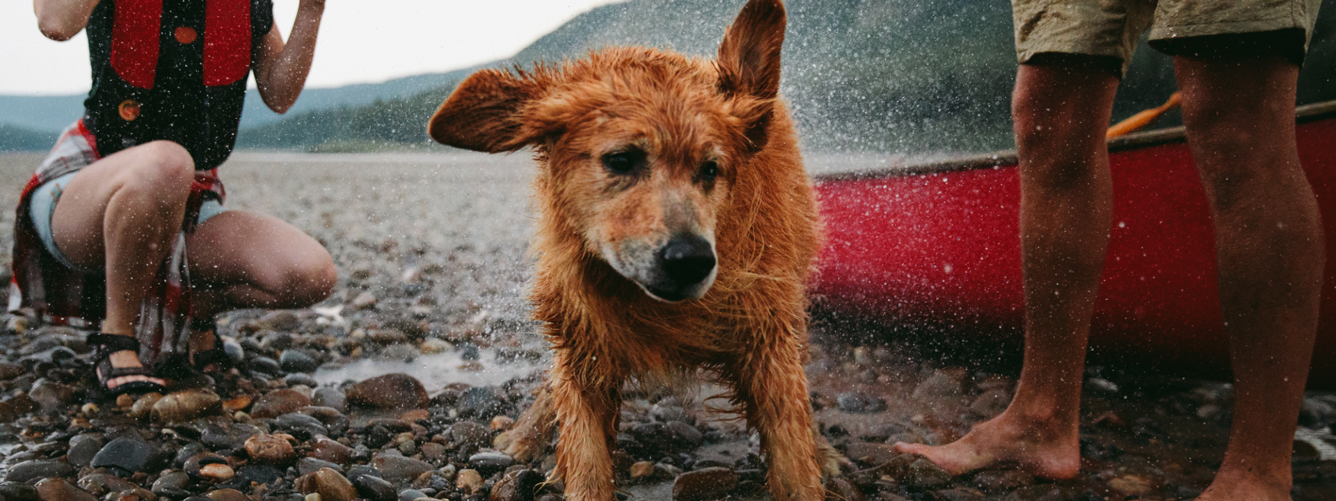 Dog shaking off water after being in the lake with a couple and red canoe in background