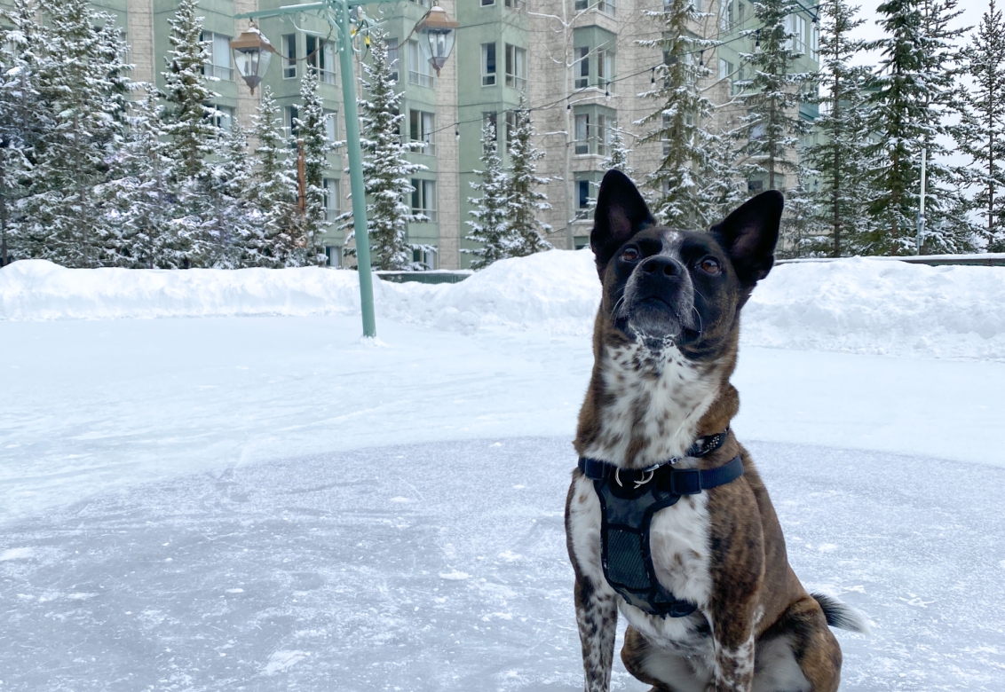 A dog sitting outside in the snow