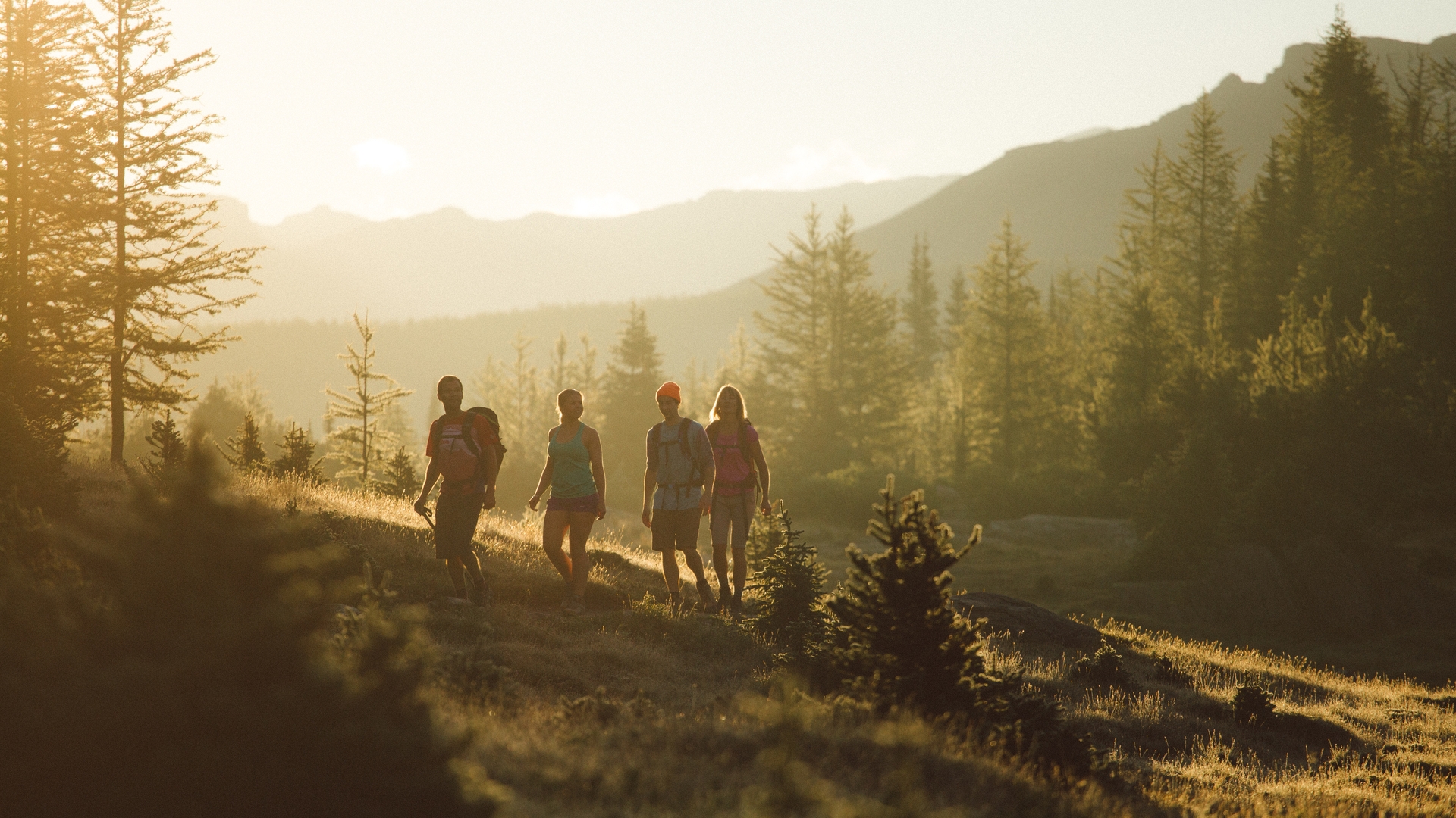 Four people hiking in the woods