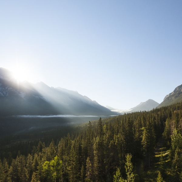 A beautiful view of trees and the mountain