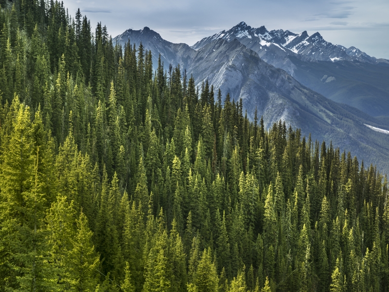 Green forest view from the top of Sulphur Mountain in Banff Alberta Canada