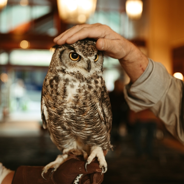 Great horned owl in the lobby