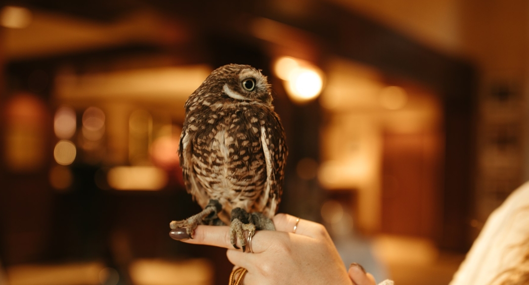 woman holding a little owl