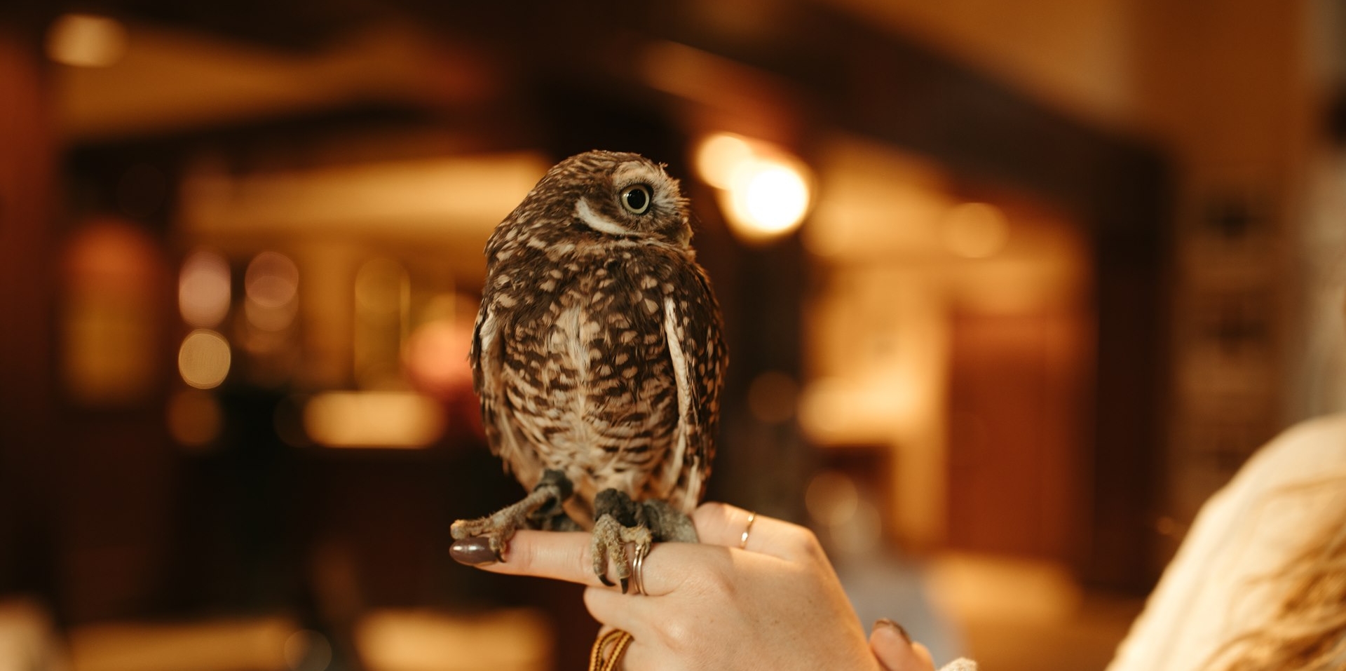 woman holding a little owl