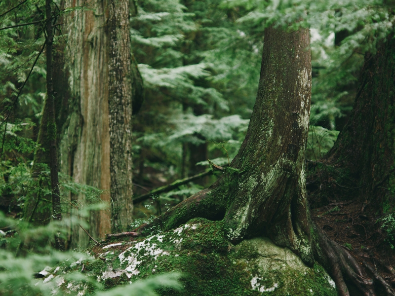 View of a forest