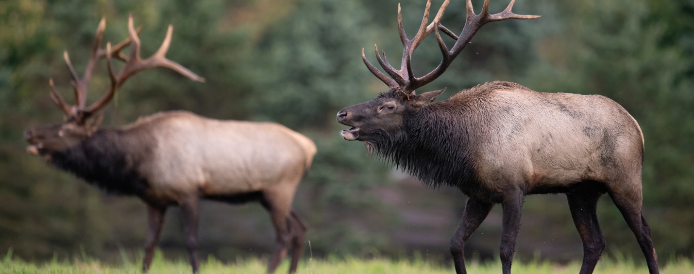 Bull elk in rut in banff national park