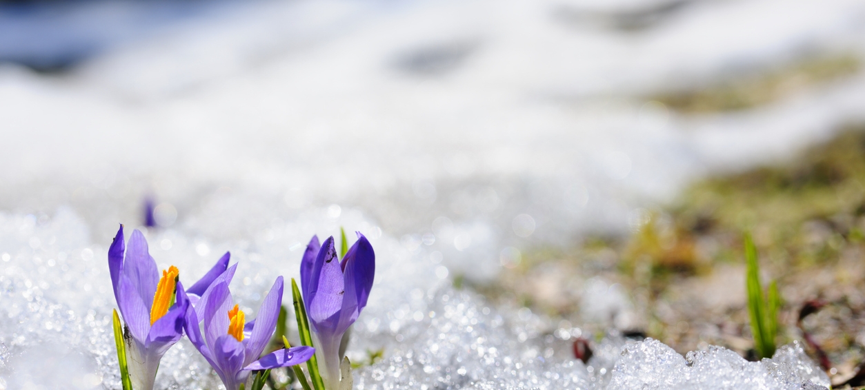 Banff Spring Crocus