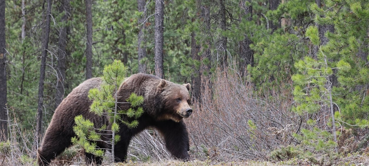 Bear in springtime in Banff