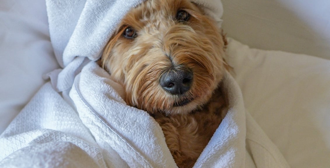 At dog with a towel on her head enjoying the bed at Rimrock Banff