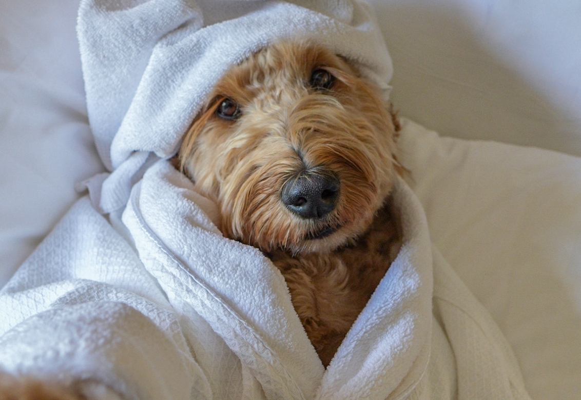 At dog with a towel on her head enjoying the bed at Rimrock Banff